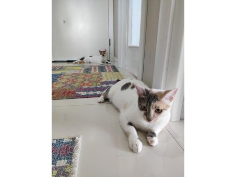 1 yaşında calico iki kız kardeş kediler