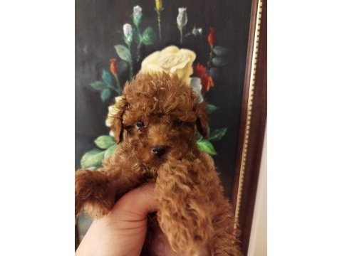 Kore poodle