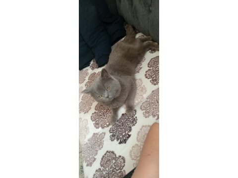 British shorthair sahiplendirme