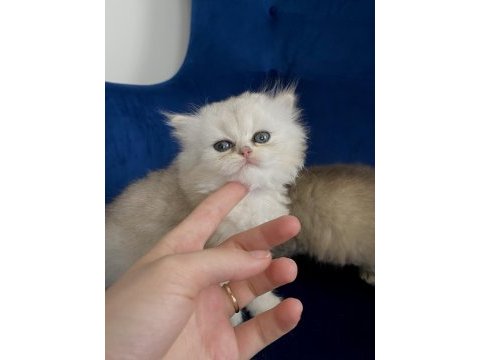 British longhair2 aylık dişi ve erkek yavru