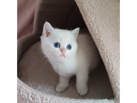 Safkan british shorthair