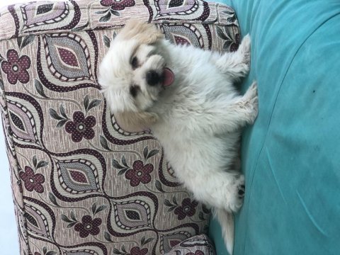 Erkek maltipoo köpeği