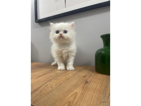 Mükemmel peluş gibi dişi british longhair bebeğim