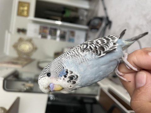 45 günlük şov jumbo ele alışkın