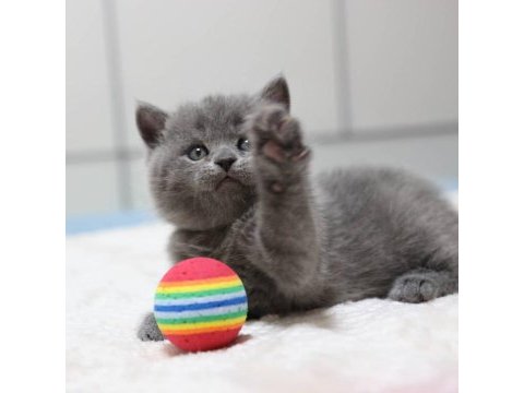 British shorthair yavruları