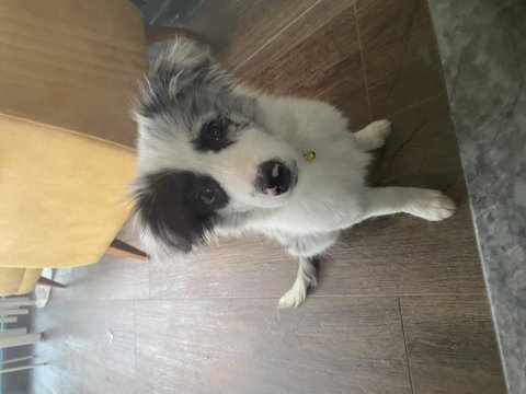 Border collie yavrusu