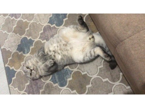 Scottish fold silver