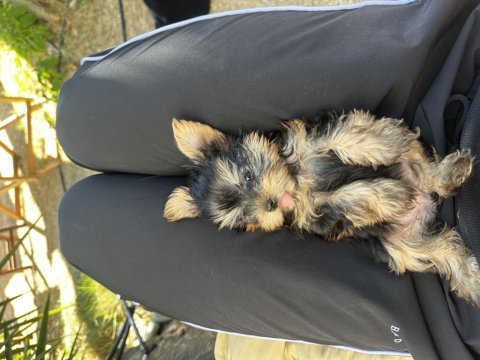 Orjinal dişi erkek teacup yorkie yavrular