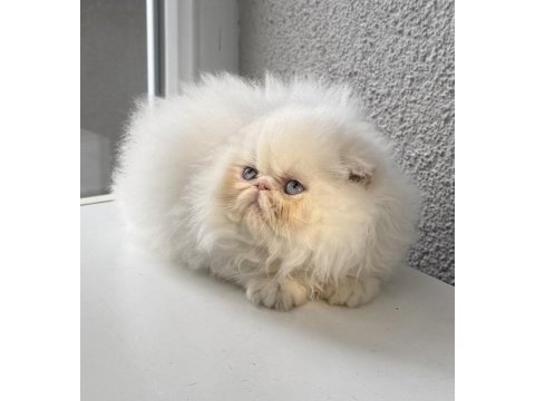 İran persian 2 aylık dişi