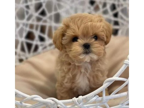 Teacup koyu renkli maltipo yavrularımız