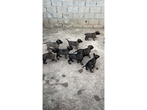 Maskeli malinois yavrular