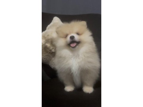 Erkek tombik çok tatlı pomeranian