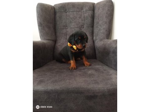 Rottweiler yavrumuz