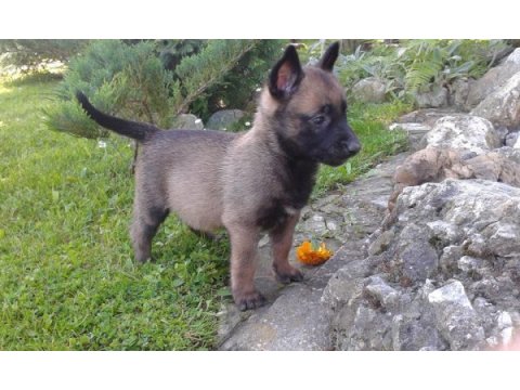 Belçika malinois yavruları