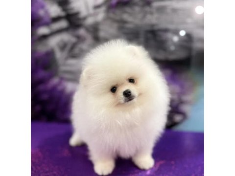 Ayı surat pomeranian boo yavrularımız