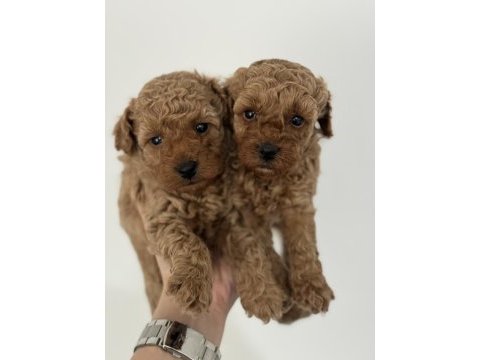 Tüy dökmeyen koku yapmayan toy poodle