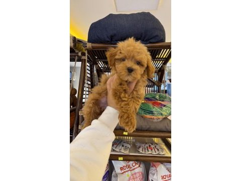 Pet eğitimli üst düzey kore maltipoo