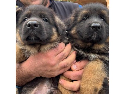 Alman çoban köpeği yavruları 