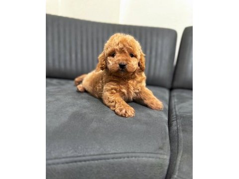 A kalite maltipoo yavrularım teslime hazır