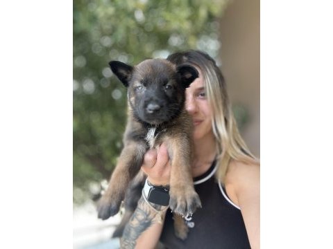 Belçika kurdu malinois yavruları
