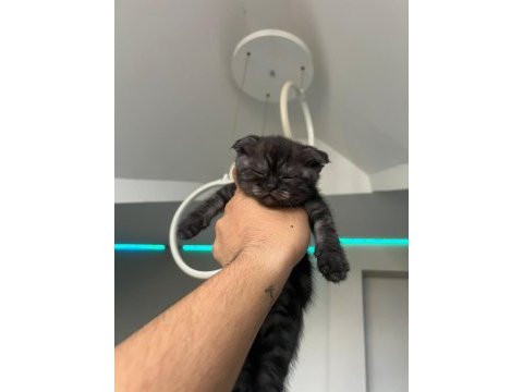 Scottish fold yavru