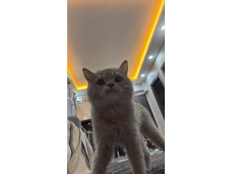 British shorthair yavrumuza yuva aranıyor