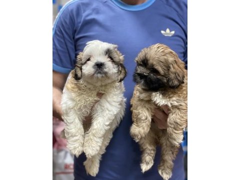 Shih tzu bebekler 