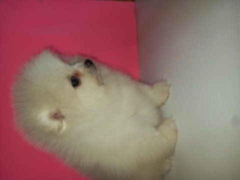 Kartopları yeni yuvalarına gitmeye hazır pomeranian