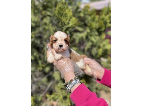 Cavalier king charles yavrusu