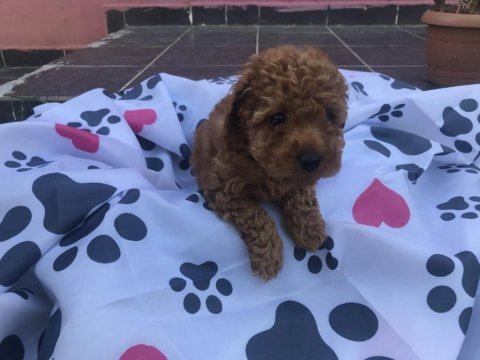 Oyuncu toy poodle yavrular