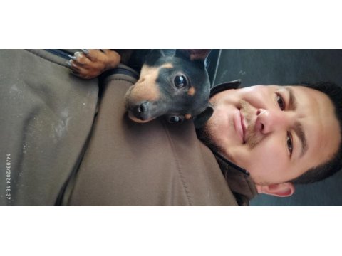 Yavru pinscher