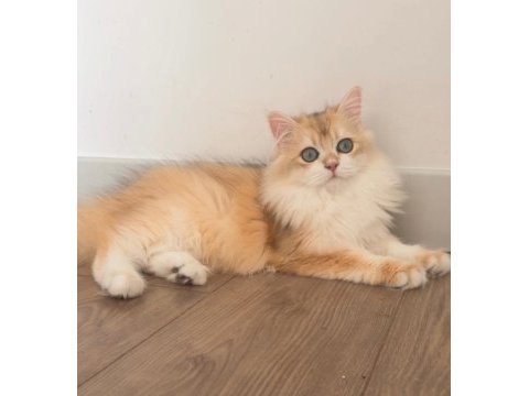 British longhair 5 aylık ny12 erkek