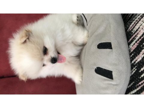 Pomeranian mükemmel dişi yavru