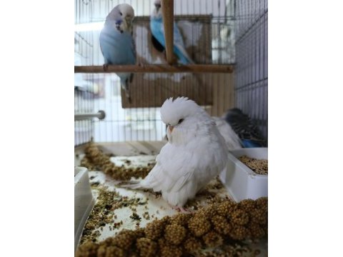 Alıştırmalık jumbo muhabbet kuşu yavrular