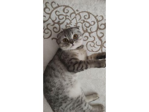 Güzel scottish fold kızım lili