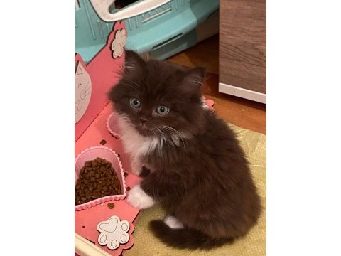 British longhair chocolate bicolor