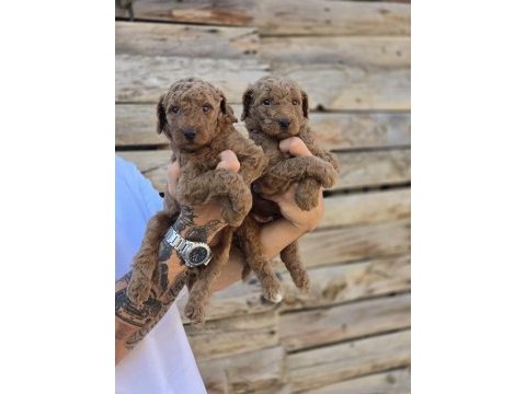 Safkan dev poodle üst düzey soydan özel seri burkemden