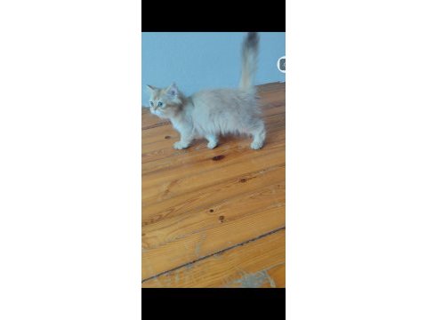 British longhair golden