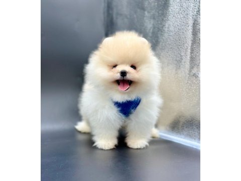 Safkan pomeranian boo bebekler