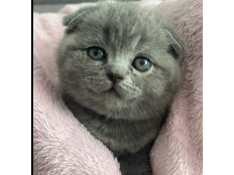 Sevgi yumağı gri scottish fold