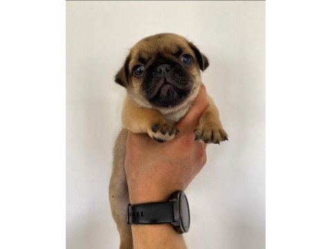 Pug yavrumuz dan varsa daha iyisi o da annesi