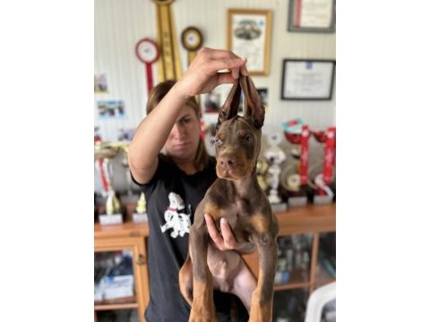 Europan fcı federasyonlu doberman yavruları