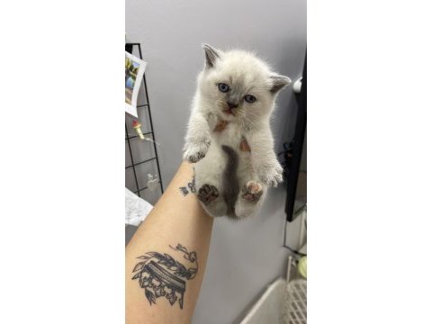 British shorthair yavruları