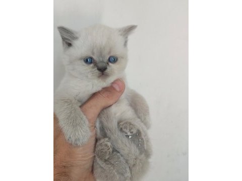 Blue point kedimiz