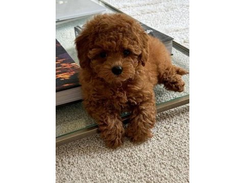 En tatlı poodle bebekler