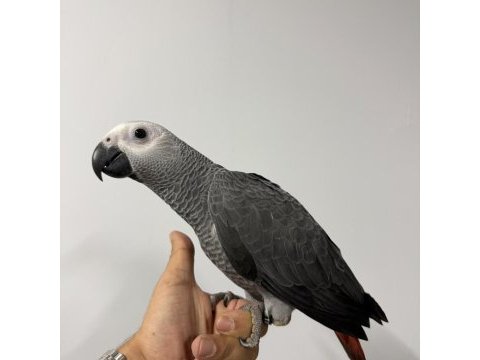 Zeytin göz yavru jako belgeli