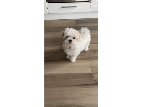 Maltese safkan ırk