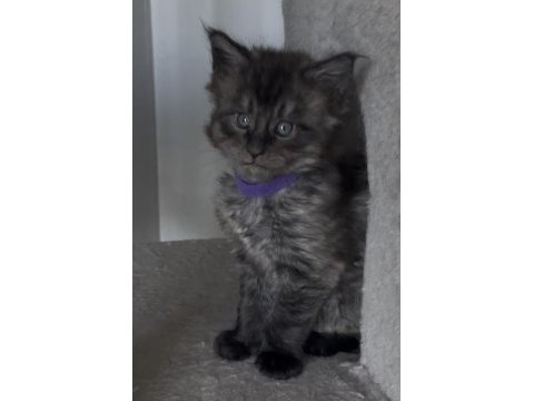 Eşi benzeri olmayan show class maine coon yavruları