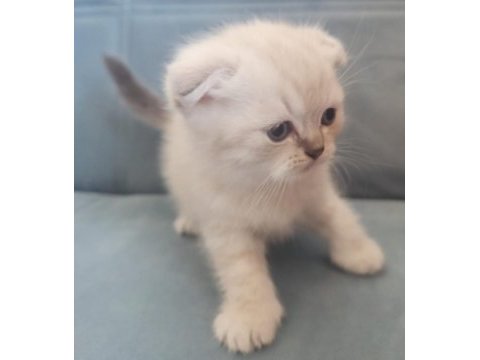 Scottish fold blue point yavru