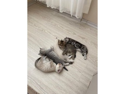 2 aylık british shorthair yavrular yeni yuvalarını arıyor